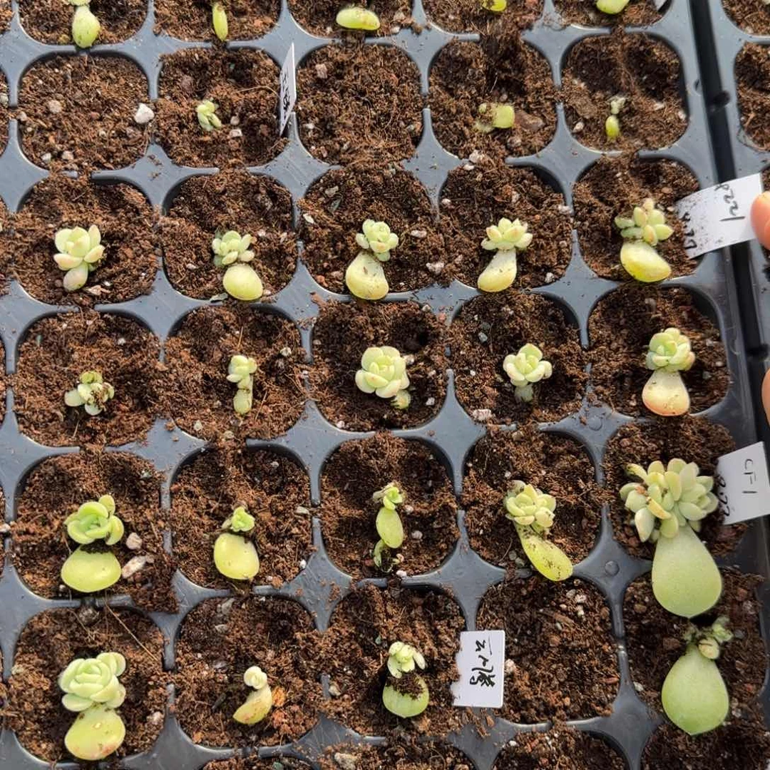 P221 穴一个满25包邮