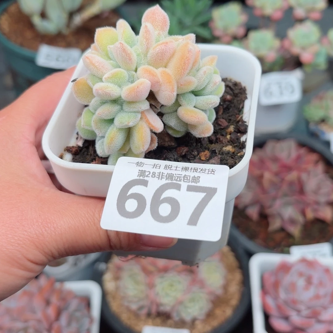 雪晃星缀化无盆土发货