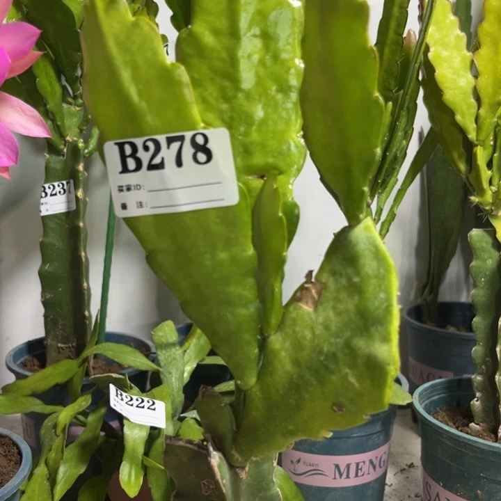 当前无花栽培后可以开花278