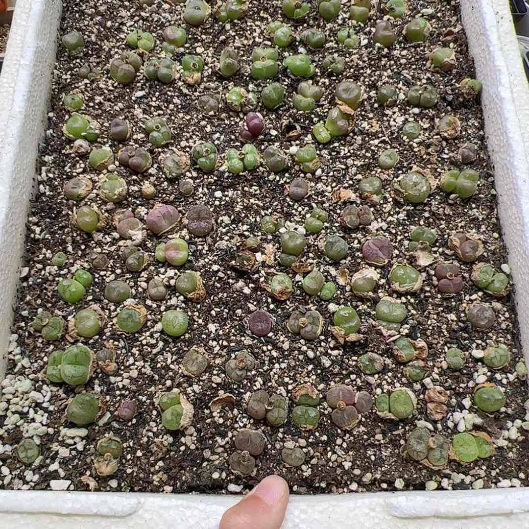 【闪购商品】278 清箱