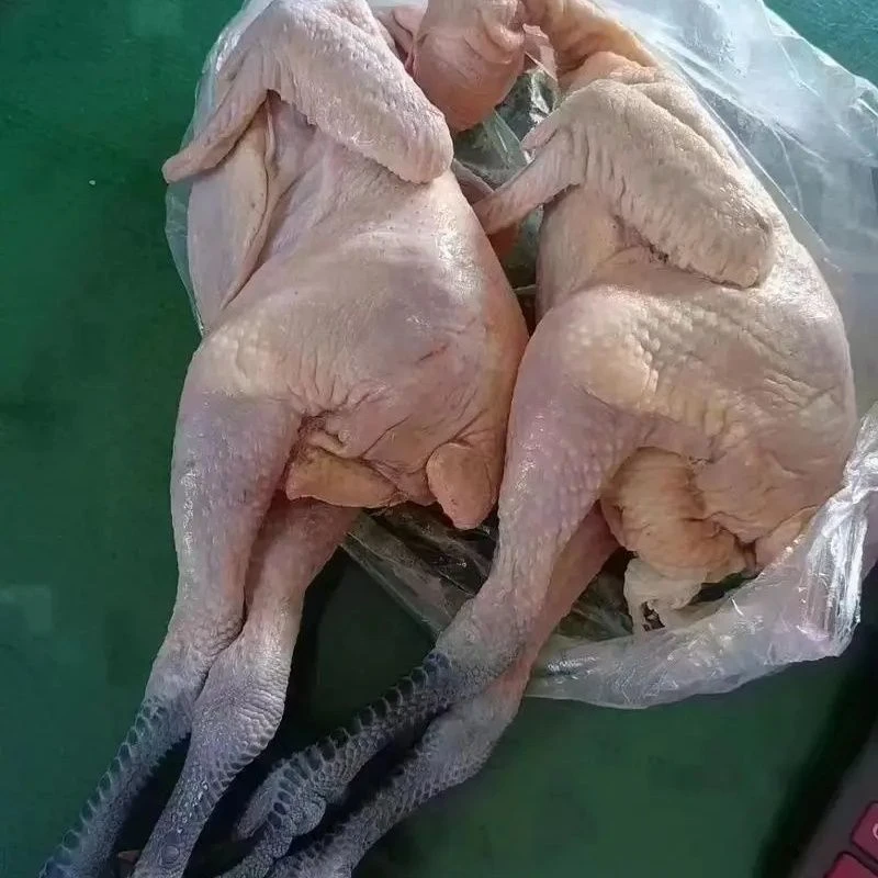 散养芦花溜达鸡肉质鲜美十只包邮