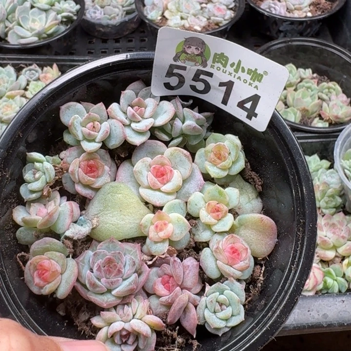小****多肉植物多肉植物