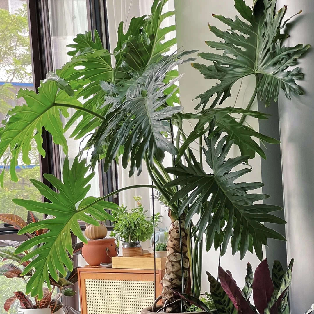 龙鳞春羽盆栽花卉绿植室内室外耐高温高端绿植花卉绿植盆栽