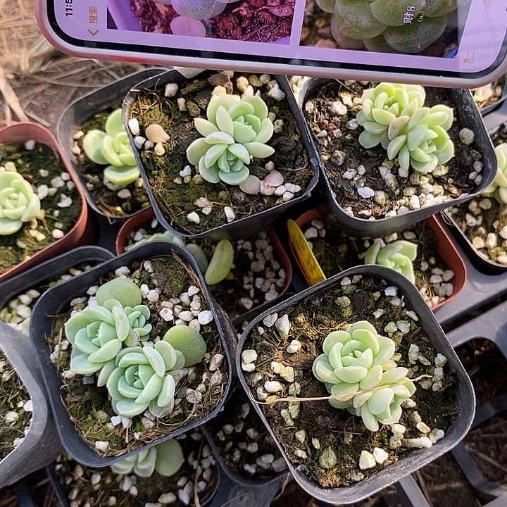 上盆财富8号一颗多肉