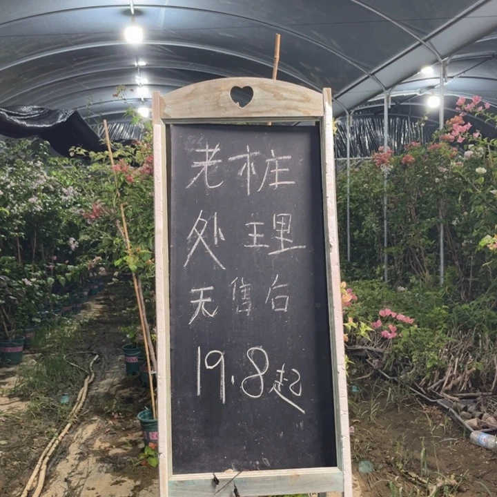 无花朵三角梅三角梅255