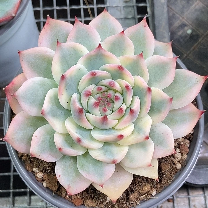 ****.吉娃娃锦多肉植物
