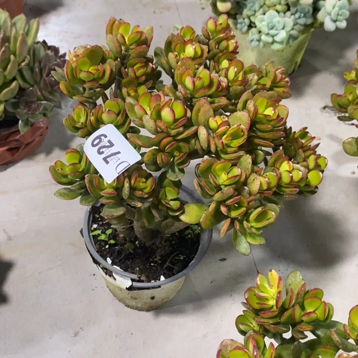 开***哦729姬红花月多肉植物