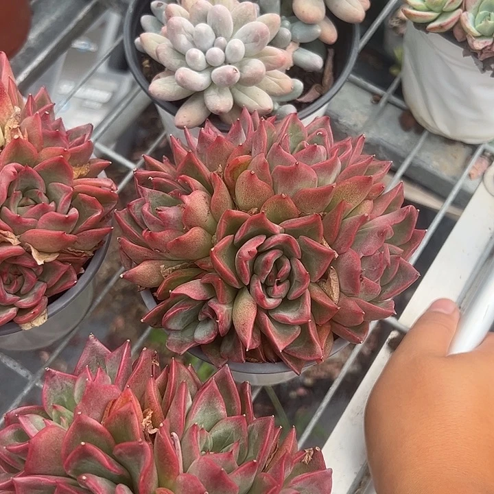 弗洛瑞安呐多肉植物