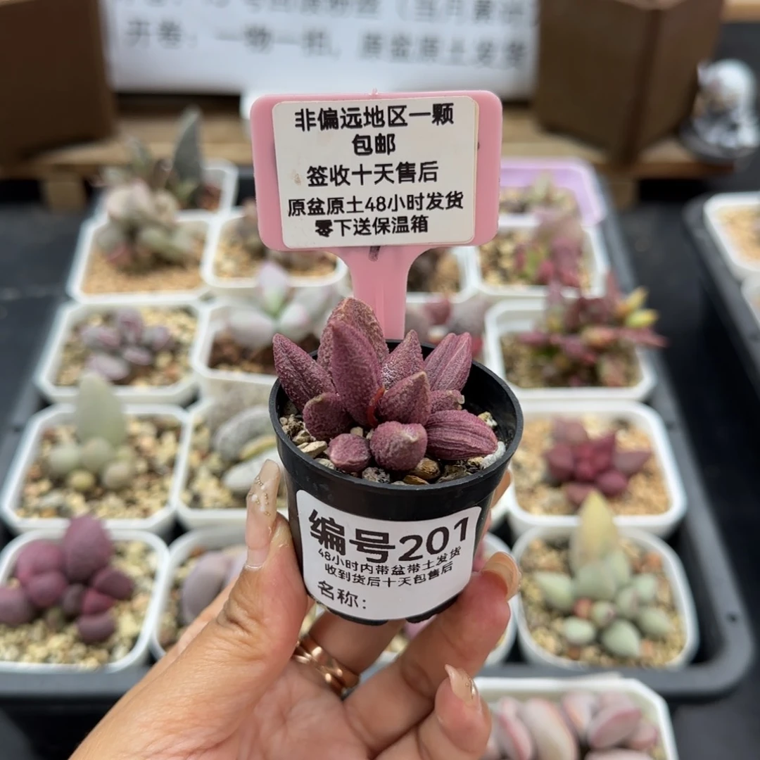 君*201西施多肉植物