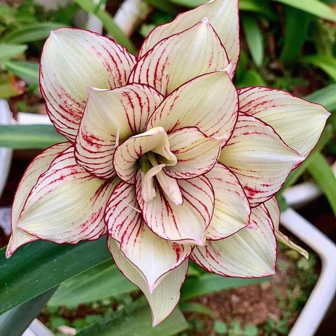 丘南朱顶红基地，第九章（3cm➕）