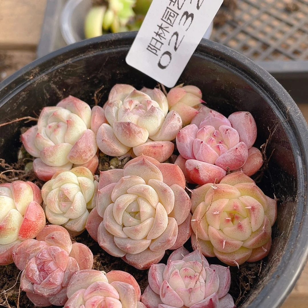 多肉植物多肉植物232