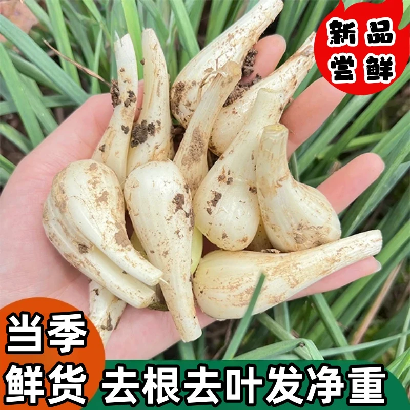 农家自种新鲜藠头鲜荞头现发现挖腌制凉拌泡菜脆嫩爽口当季蔬菜