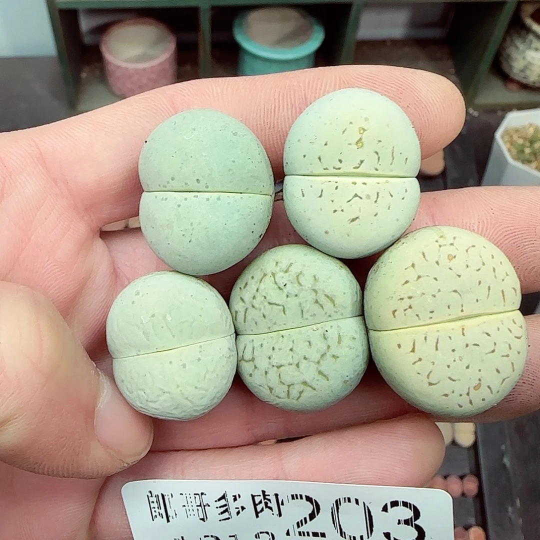 满满18包邮1213-203