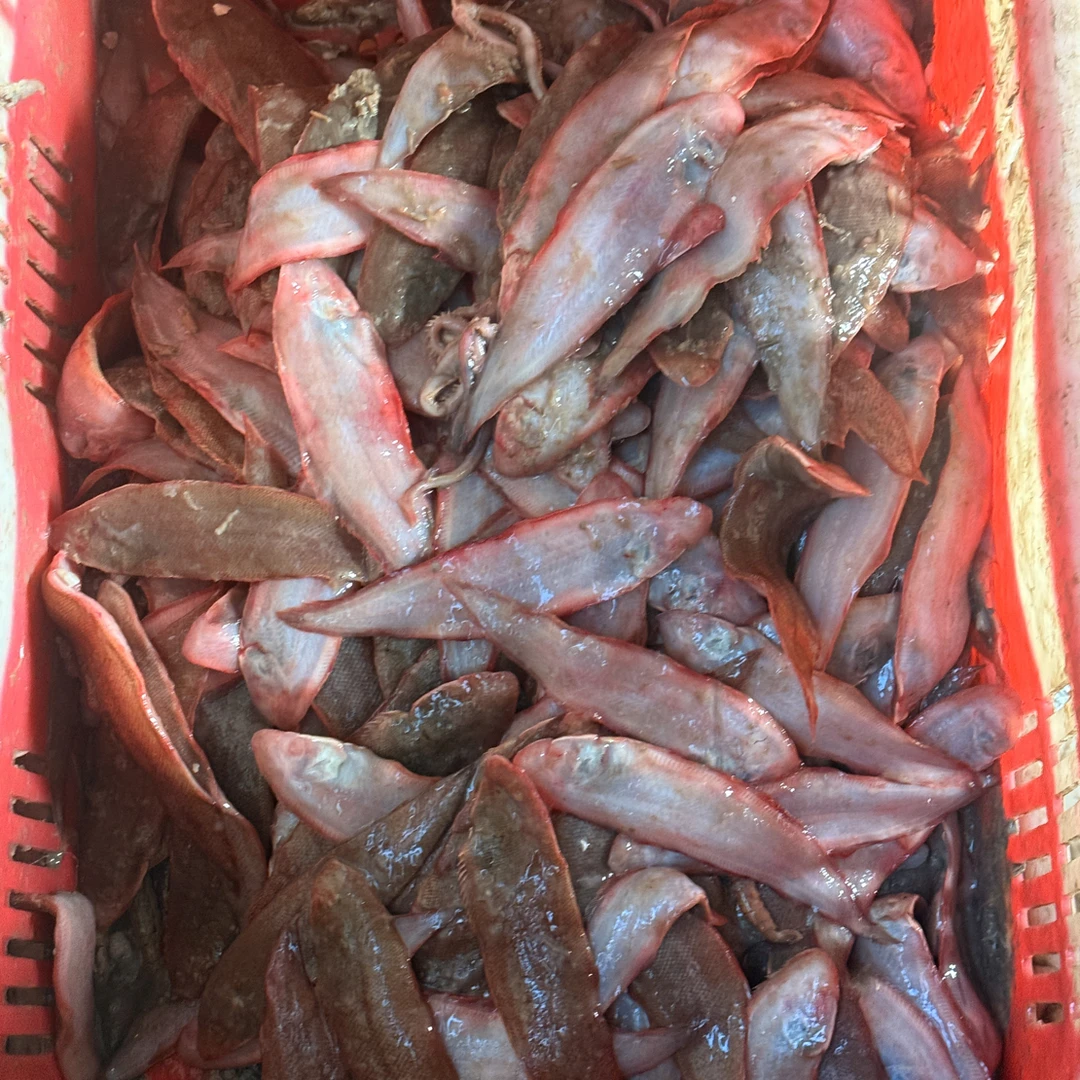 二界沟本海踏板尖