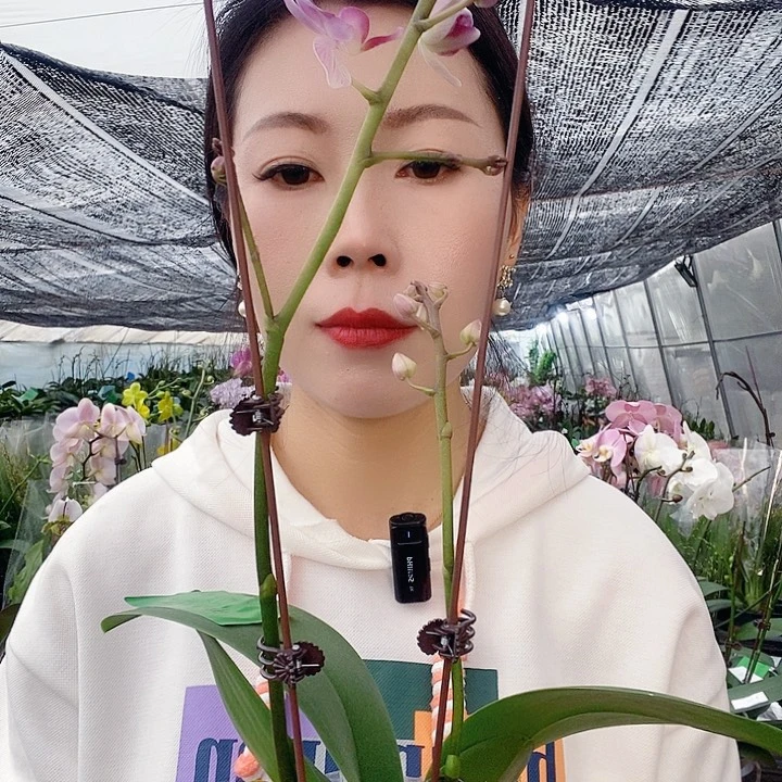 无花朵蜡笔小新蝴蝶兰