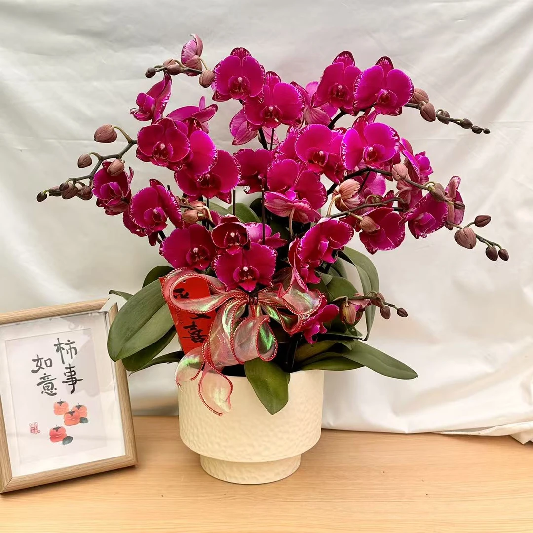 蝴蝶蘭【双星光芒】稀有蜡质闪边花瓣 中花型 好养耐开基地直发