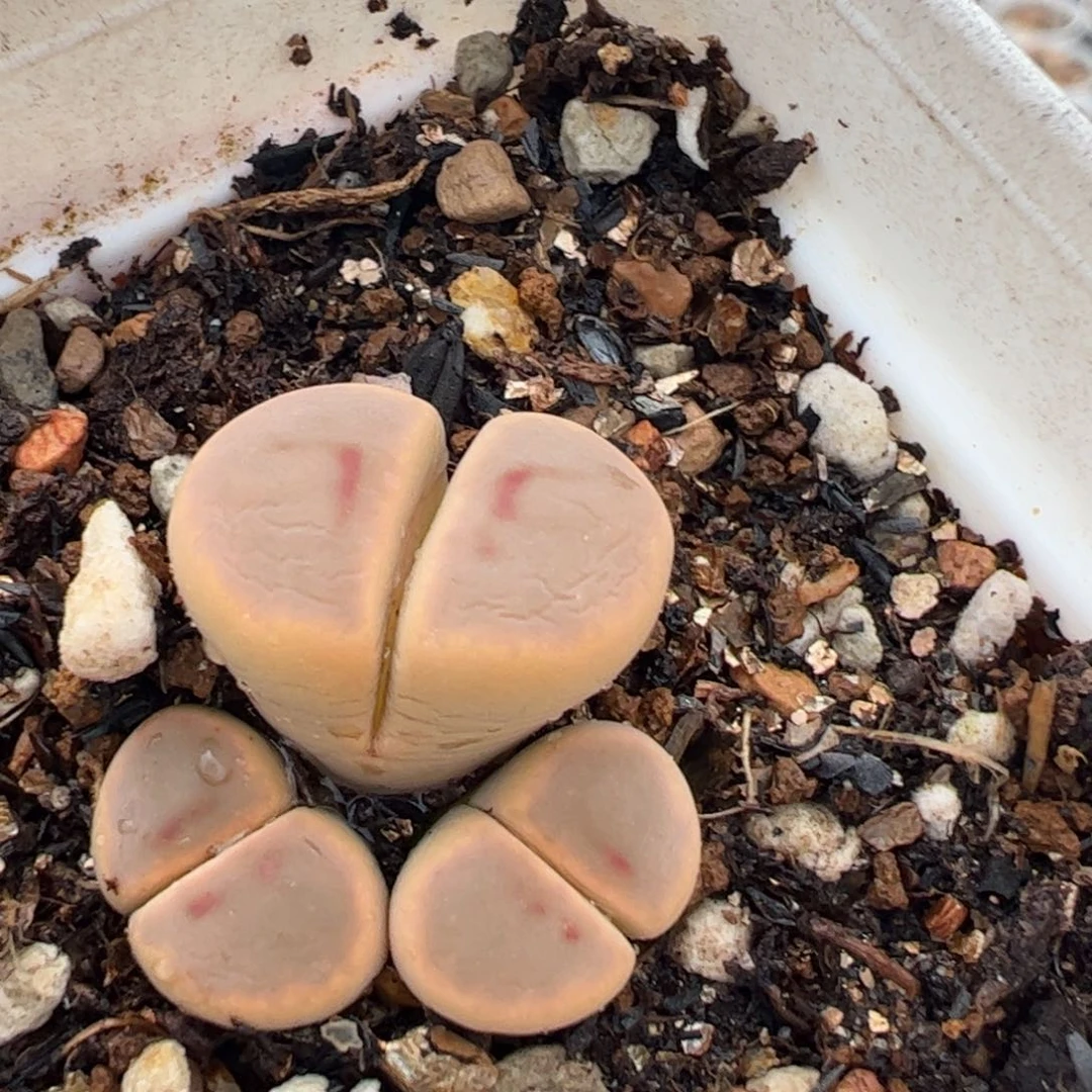 对点惜春多肉植物百科