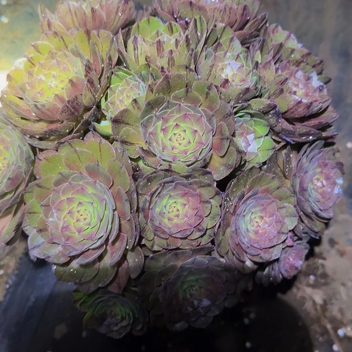 精品万圣节拉丝朵朵，福利