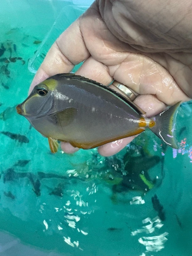 海水观赏鱼天狗吊9-11，15包装运费到付