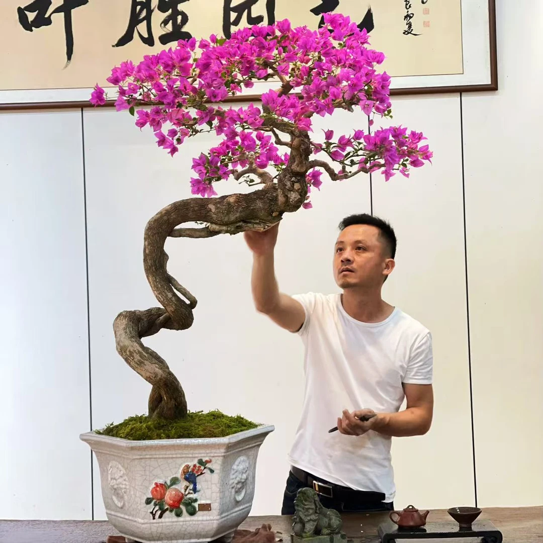 【叶胜园艺】精品小叶紫老桩三角梅盆景