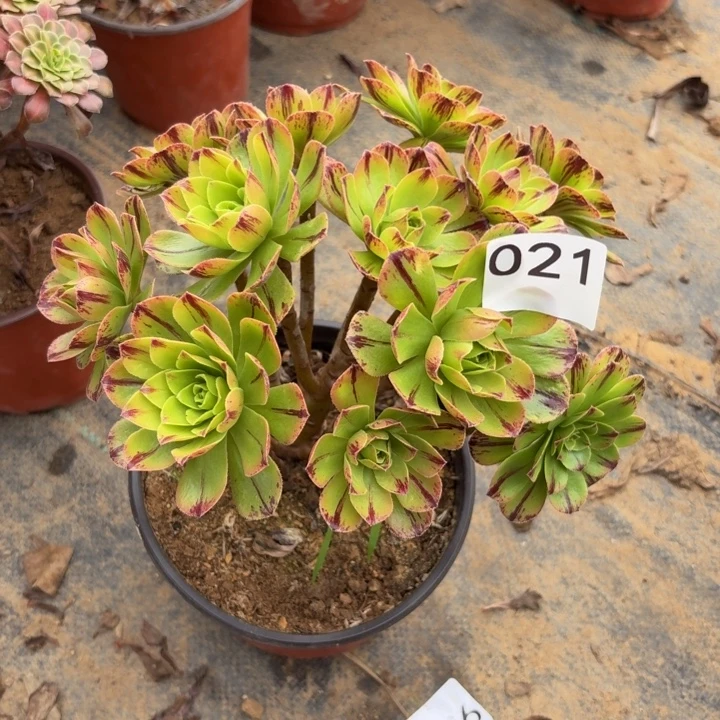碧火多肉植物不包损021