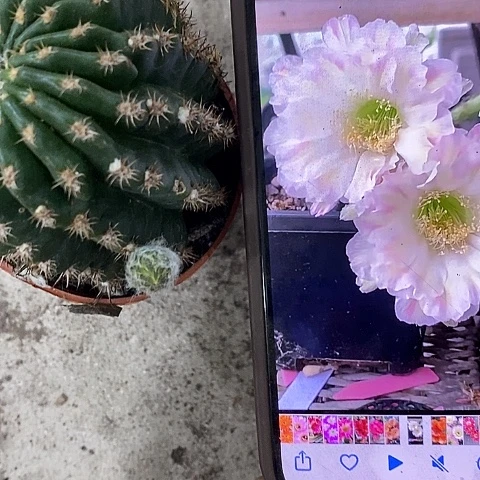 绿姬丽花，25789900