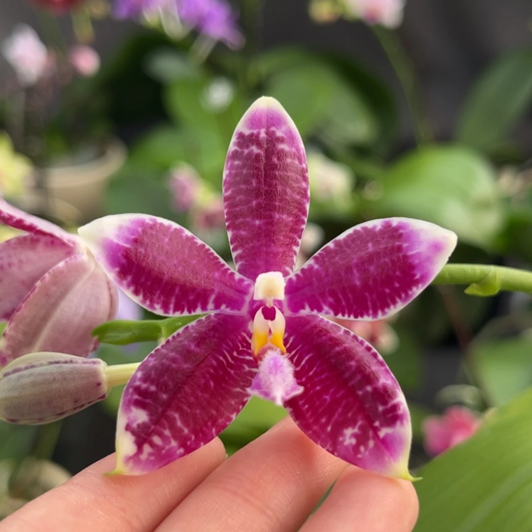 完全开放2.5寸天使交路德交盾开花株