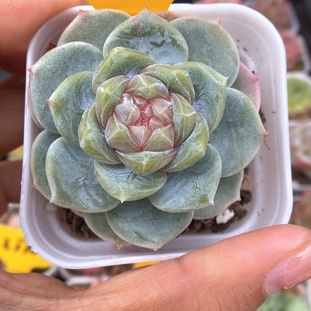 x103钻心珍妮429号。