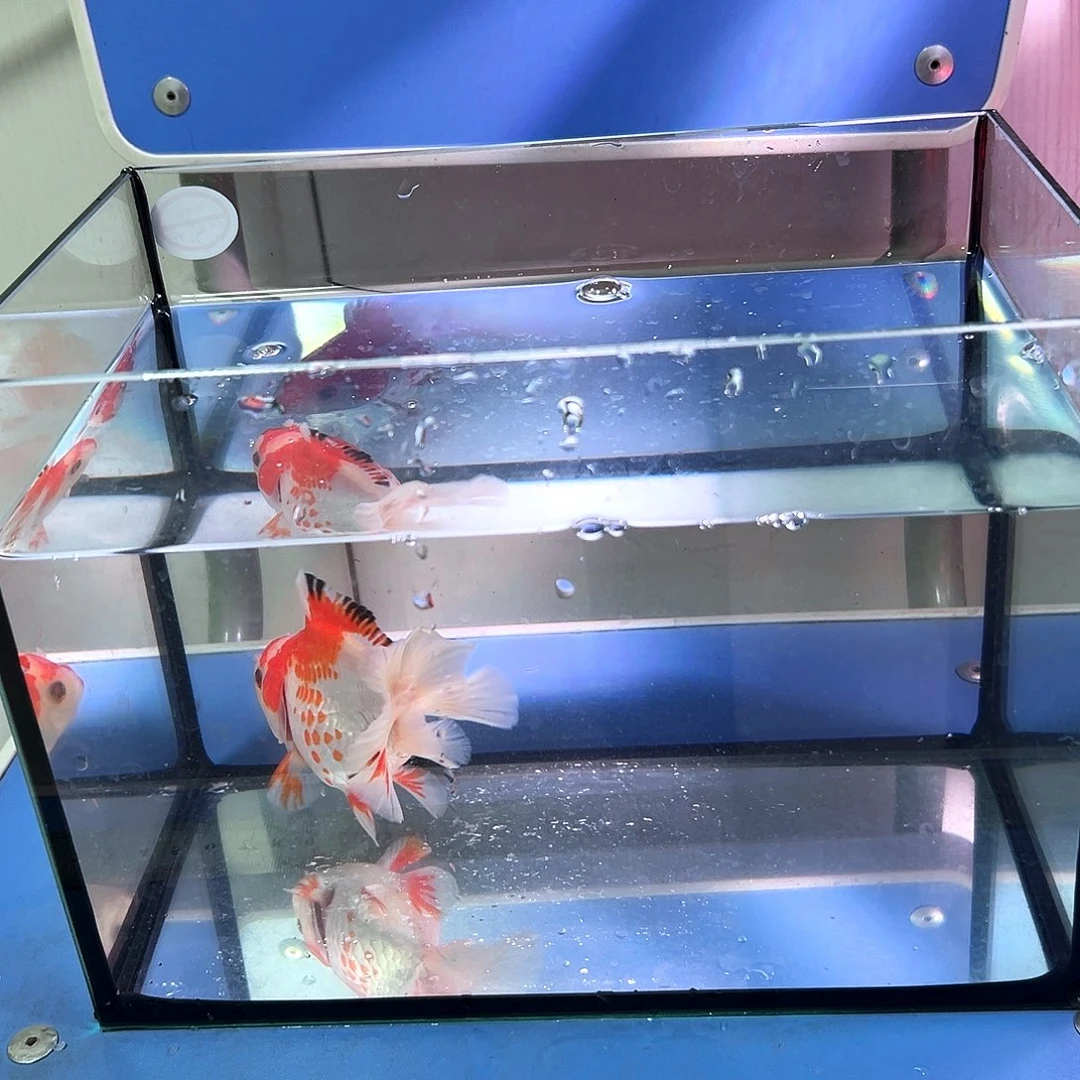 海水鱼淡水玛丽断尾鹿子