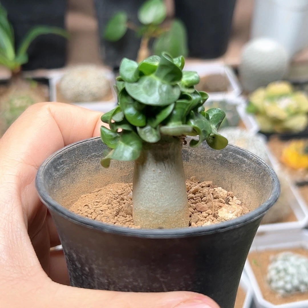 无花朵卡汉羊角沙漠玫瑰