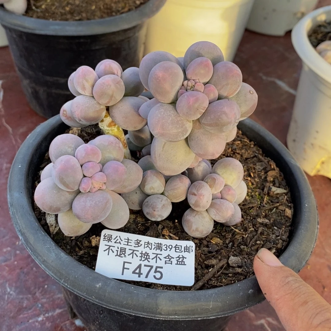 475香水手指奶多肉9c m