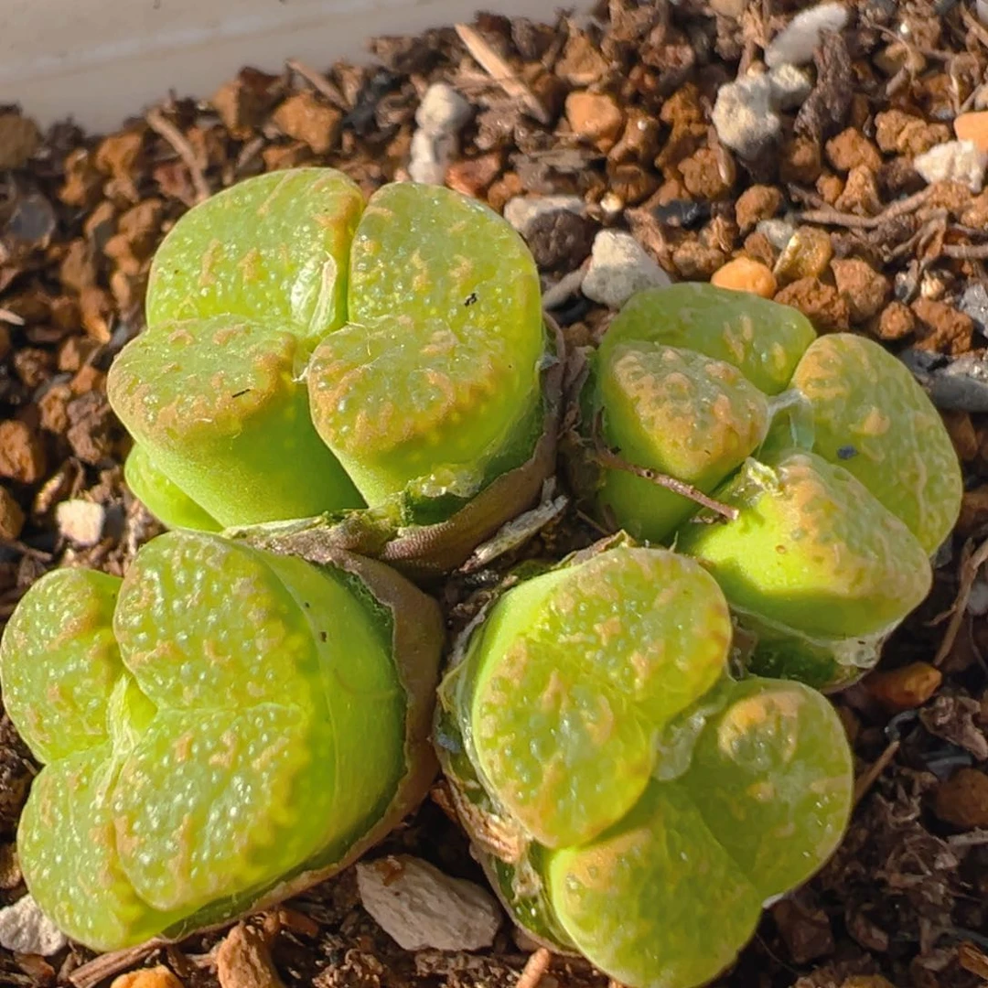 13多肉植物百科知识