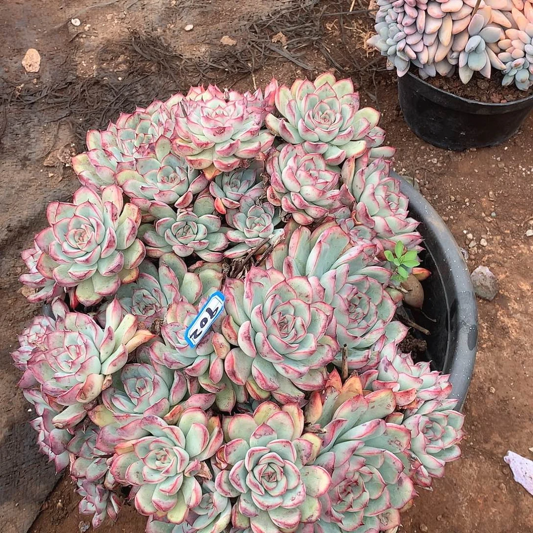 902荷花一物一拍多肉