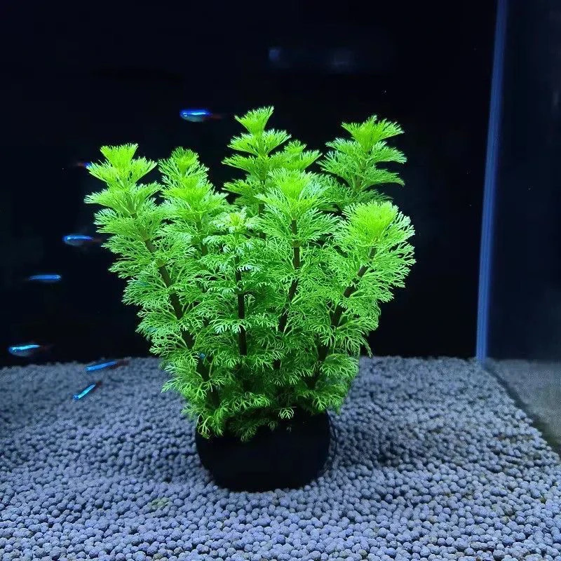 小宝塔坨草 阴性草 净化水质 新手懒人 好养活