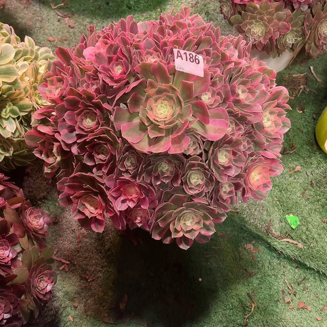 186粉女郎法师多肉植物