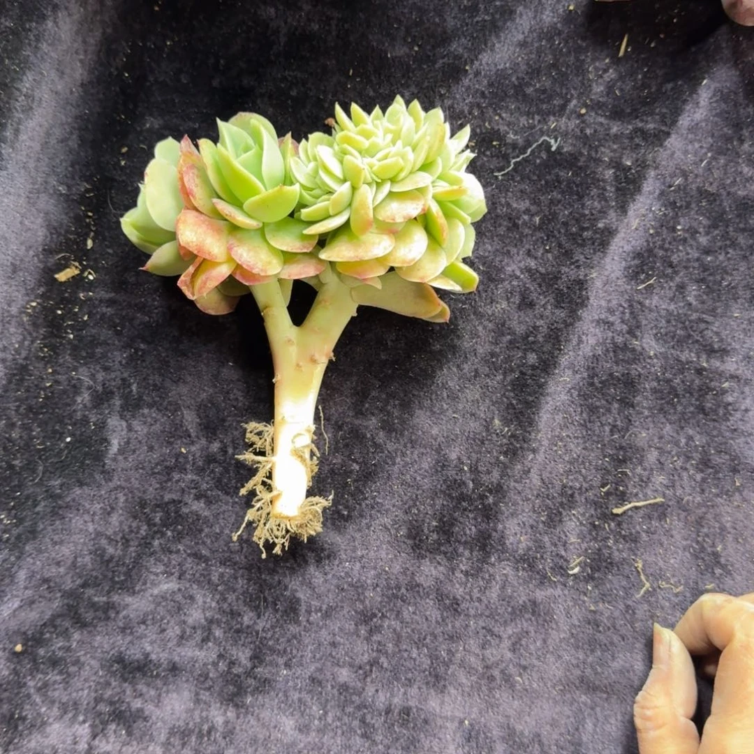 星娜塔缀化一物一拍