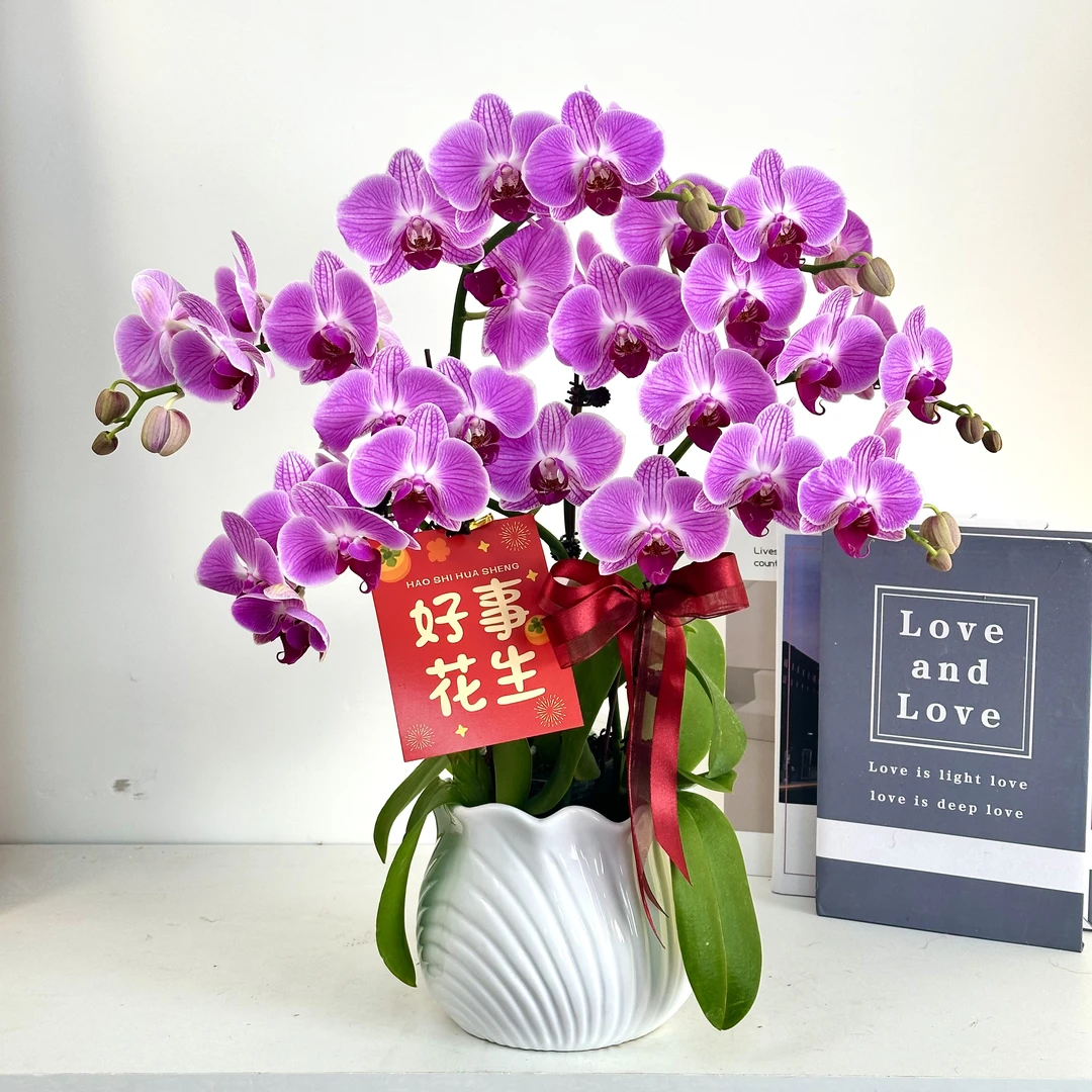 【缤纷安妮】蝴蝶兰鲜花精致组盆 开花株 室内绿植 养兰基地直发