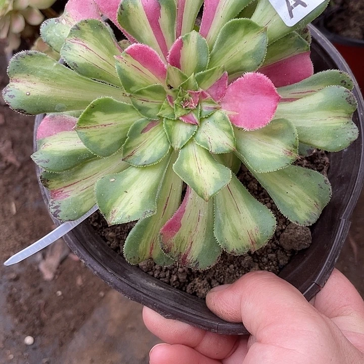 221嫁接知否多肉植物福利