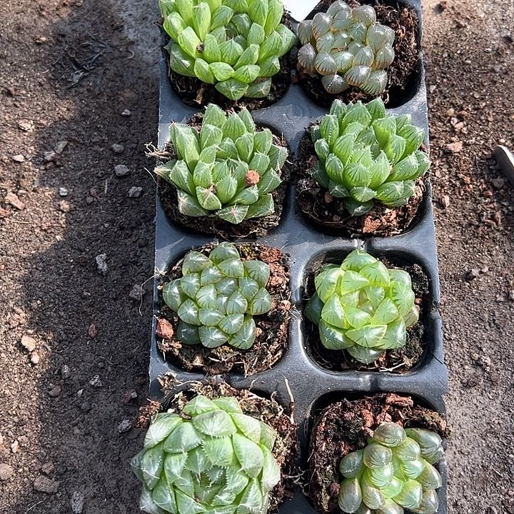 直播福利一物一拍63