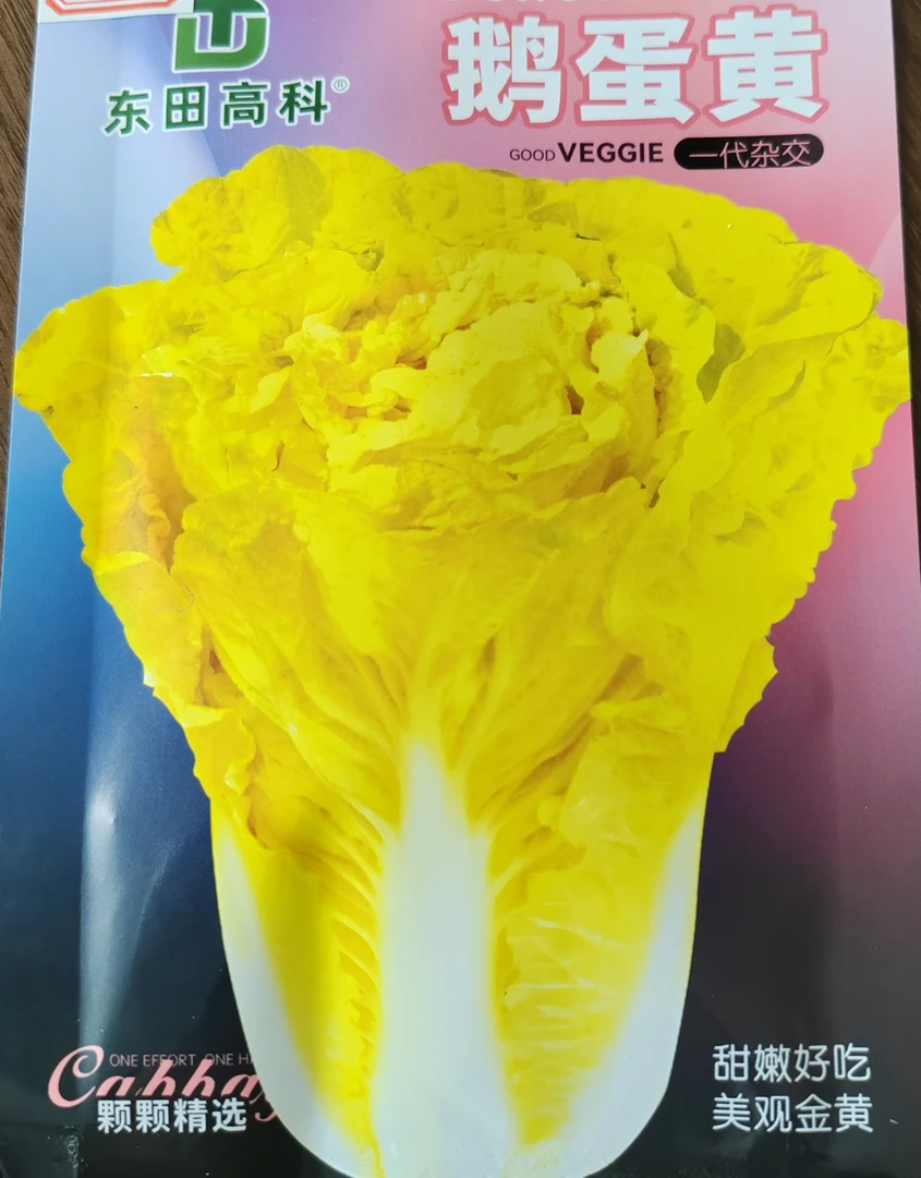 鹅蛋黄白菜种子杂交中早熟黄心白菜种籽农家田园春夏秋播蔬菜青菜