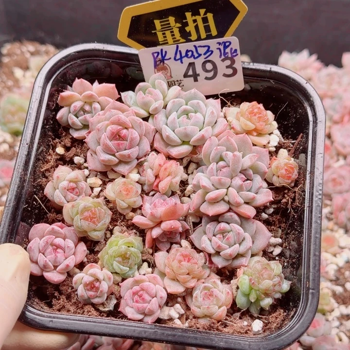 多肉植物多肉植物