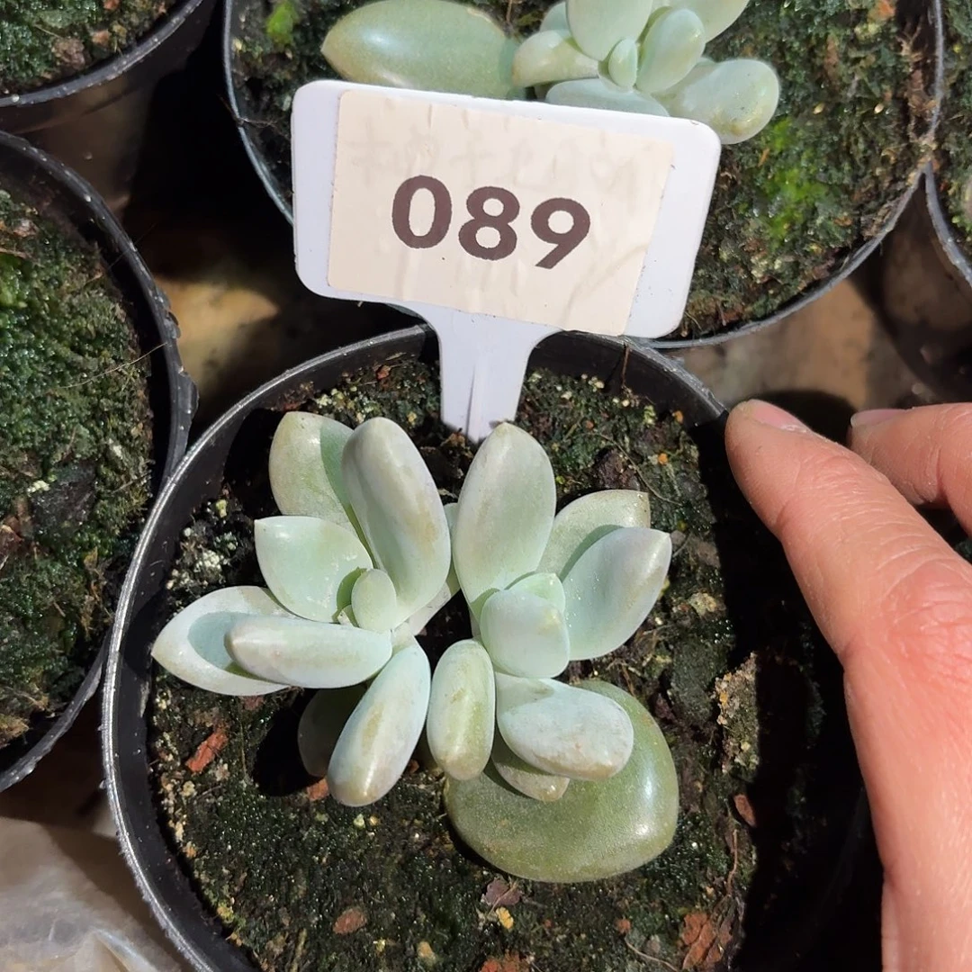 海丽美人7777777777777777