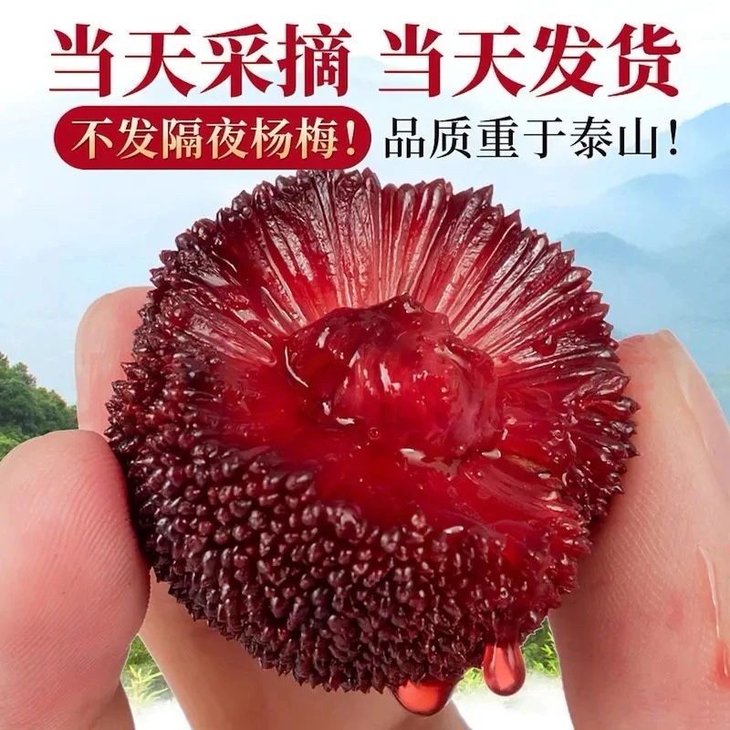 【6斤装仙居东魁】杨梅正宗浙江大东魁杨梅东魁水果现摘现发