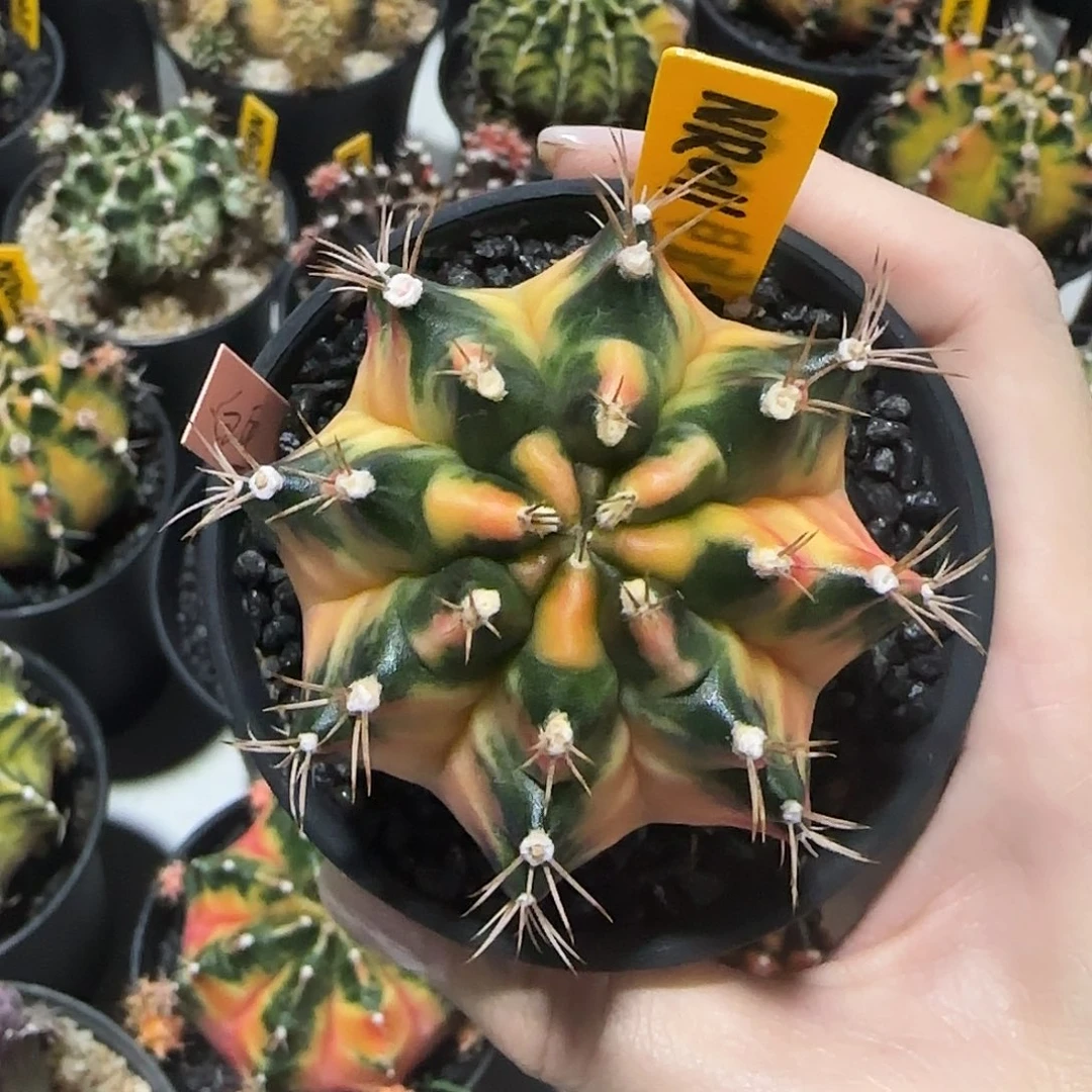 NR011泰国米哈白马