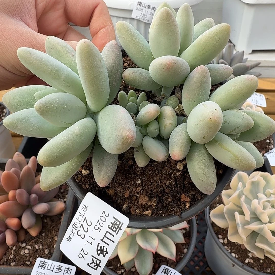 白兰地群1111126-223