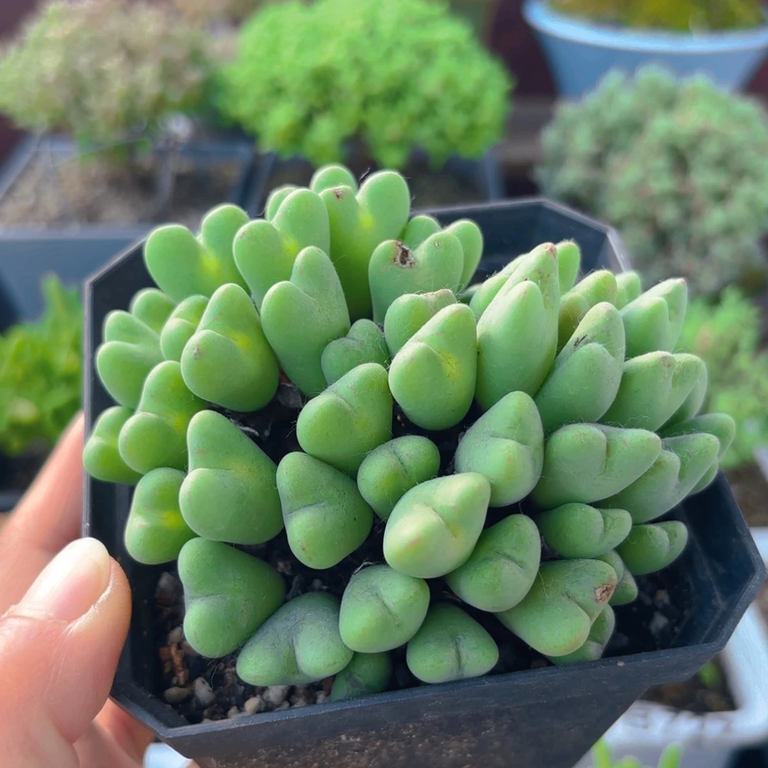 橙花少将767。     50个透