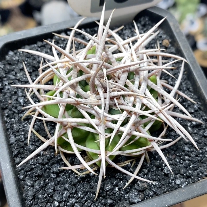 158号实生精控强刺碧岩玉5cm