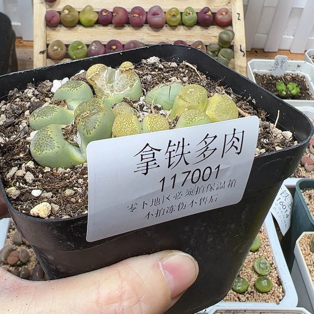 我****望117001/带盆发………………………