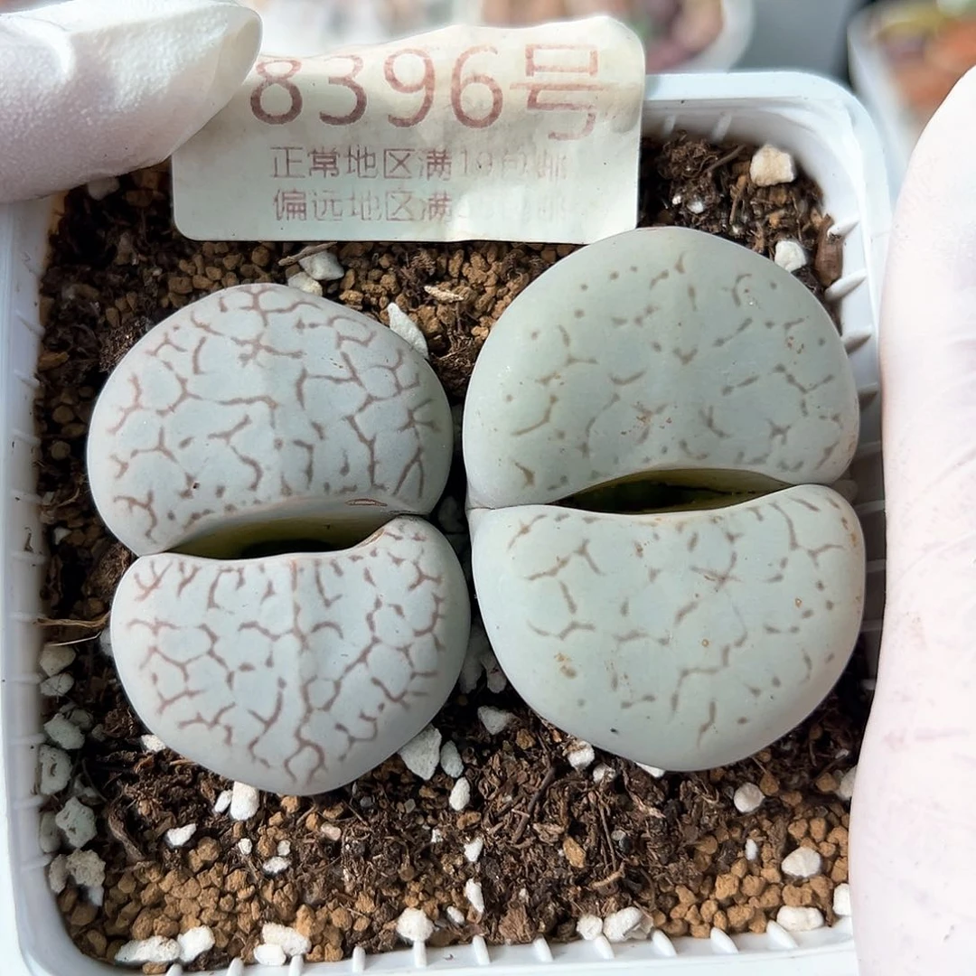 好养易活生石花大母本8396