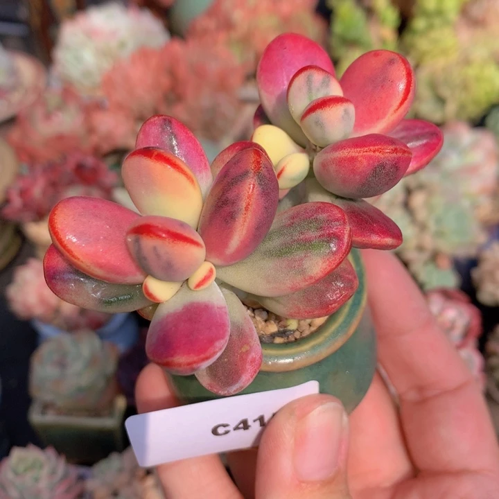 一物一拍含盆土满38包邮C415